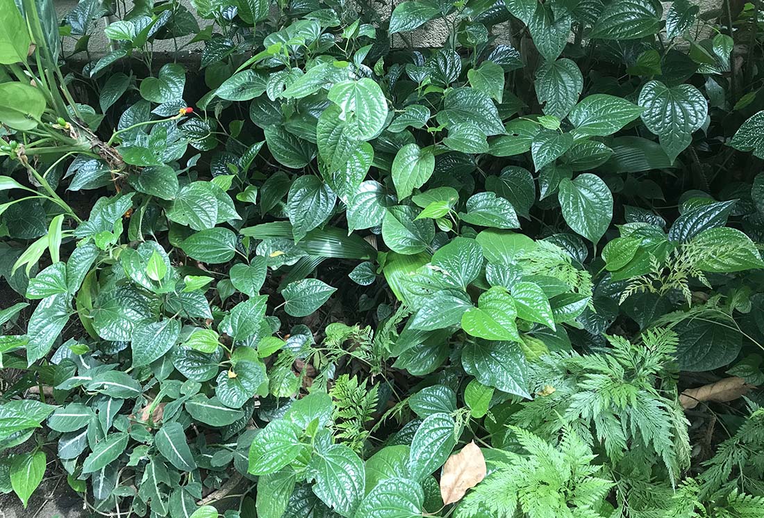 Back garden plants